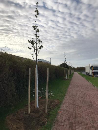 Stadt Nettetal pflanzt über 200 neue Bäume im gesamten Stadtgebiet