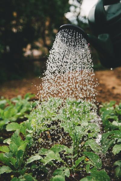 Mit Gartenwasserzähler Gebühren sparen